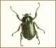 Cheirotonus-macleayi_female.jpg