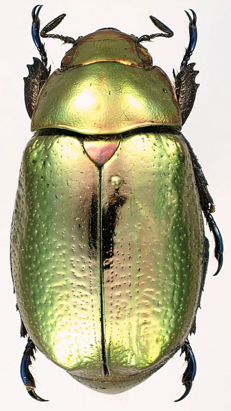 Chrysina_curoei_Costarica_Turialba_13-V-2007_30mm.jpg