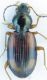 Ocydromus19.jpg