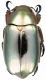 Chrysina_chrysargirea_Osa_de_Uvita_4-V-2008_28mm.jpg