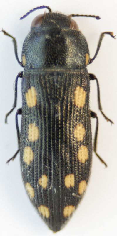 Acmaeodera 1 Lebanon.jpg