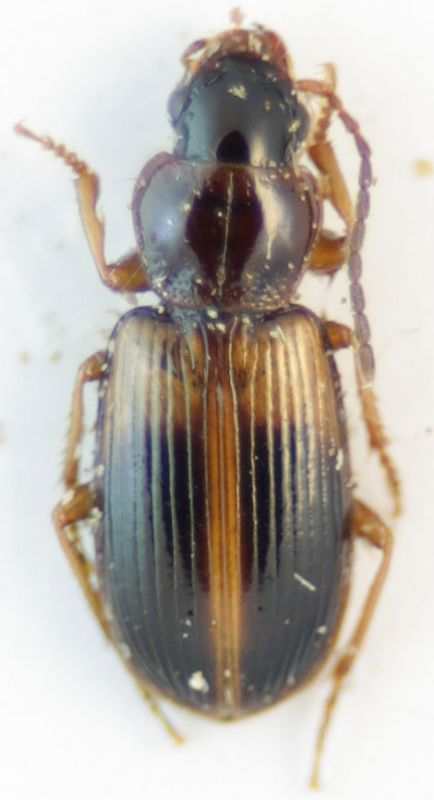 Carabidae11.jpg