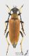 Stictoleptura_rubra_f_s.jpg