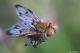 ectophasia sp.09r.jpg