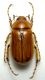 Geotrogus genei_Domusdemaria.jpg
