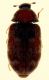 Dermestidae1_Noce1ft1_26IV2007_3mm.jpg