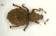 Brachysomus01 2.4mm.JPG