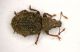 Brachysomus02 2.4mm.JPG