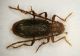 Ptinide 02 3.1mm.JPG