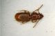 Anillus florentinus 01 2mm.JPG