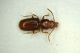 Anillus florentinus 02 2mm.JPG