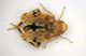 Cicaletta1 2.2mm.JPG