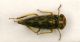 Cicaletta2 4.5mm.JPG