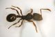 Formica 03 3,2mm.JPG