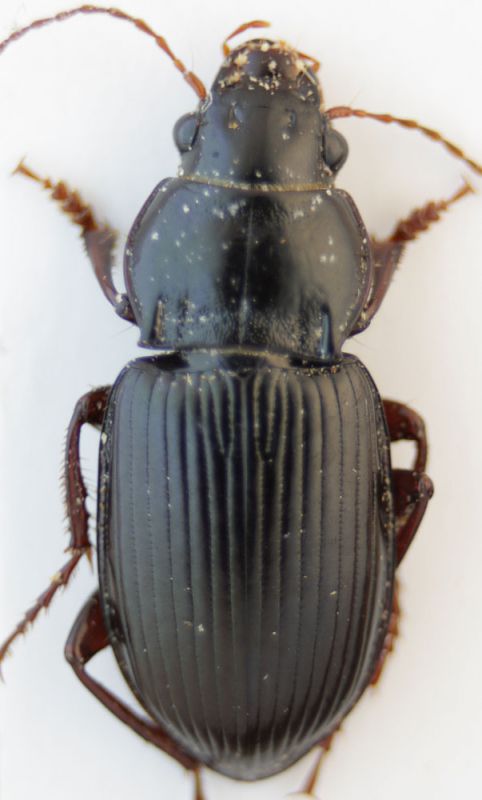 Harpalus rh2.jpg