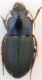 Harpalus Rh.jpg