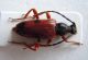 Stictoleptura-rufa-f-_ok.jpg