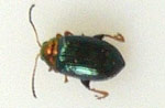 Crepidodera-aurata.jpg