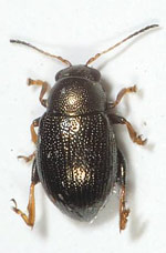 Chaetocnema-hortensis.jpg