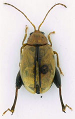 Longitarsus-nigrofasciatus.jpg