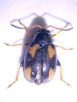 Phyllotreta-ochripes.jpg