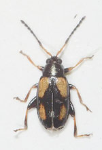 Phyllotreta-variipennis.jpg