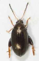 Psylliodes-instabilis.jpg