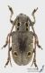 Mesosa_curculionoides_f_s_C01326.JPG