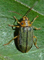 Xanthogaleruca-luteola.jpg