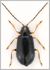 Luperus-longicornis.jpg