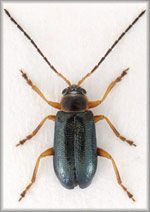 Luperus-viridipennis-.jpg