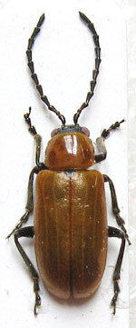 Exosoma-lusitanicum.jpg