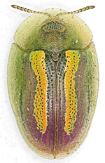 Cassida-vittata.jpg