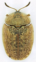 Hypocassida-subferruginea.jpg