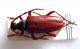 Stictoleptura-trisignata-f-.jpg