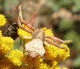 Pistius.gif