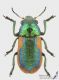 Smaragdina_limbata_m_s.jpg
