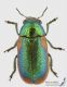 Smaragdina_limbata_f_s.jpg