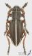 Pedestredorcadion_tauricum_m_s.JPG