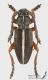 Pedestredorcadion_axillare_m_s.jpg