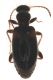 Hirticollis_hispidus (Rossi 1792)_Noce2B2_234II2007_3mm_Z-1410 Montage.jpg