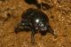 Madonie, Petralia Sottana, Portella Manderini (PA). 21 Novembre 2010 (64).jpg