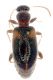 Hirticollis_hispidus%20%28Rossi%201792%29_Noce2B2_234II2007_3mm_Z-1410%20Montage.jpg
