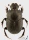 Onthophagus_ovatus_s.JPG
