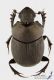 Onthophagus_verticicornis_m_s.JPG