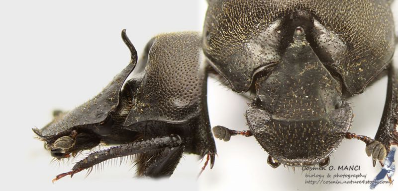 Onthophagus_verticicornis_m1_s.JPG