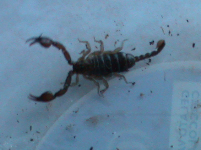 Euscorpius Italicus.JPG