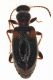 Hirticollis_hispidus%20%28Rossi%201792%29_Noce2B2_234II2007_3mm_Z-1410%20Montage.jpg