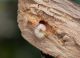 curcularva.JPG