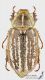 Anoxia_orientalis_fs_C01309.jpg